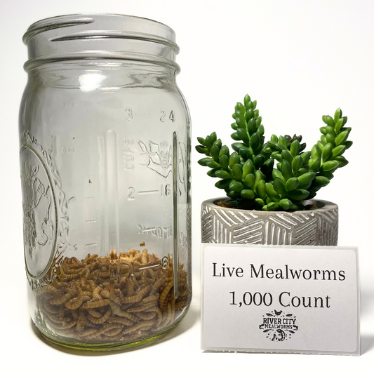 1,000 Live Mealworms