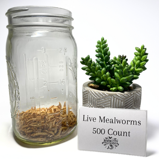 500 Live Mealworms