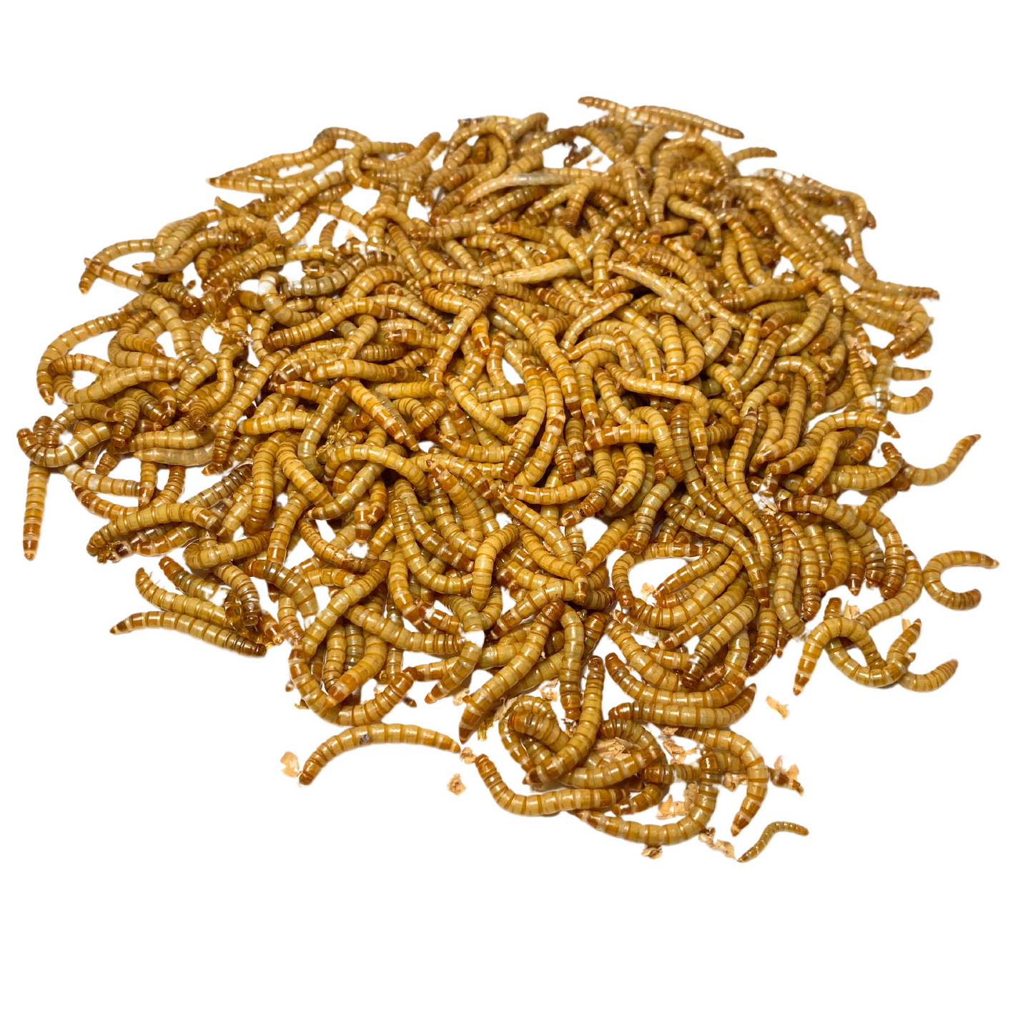 2,000 Live Mealworms