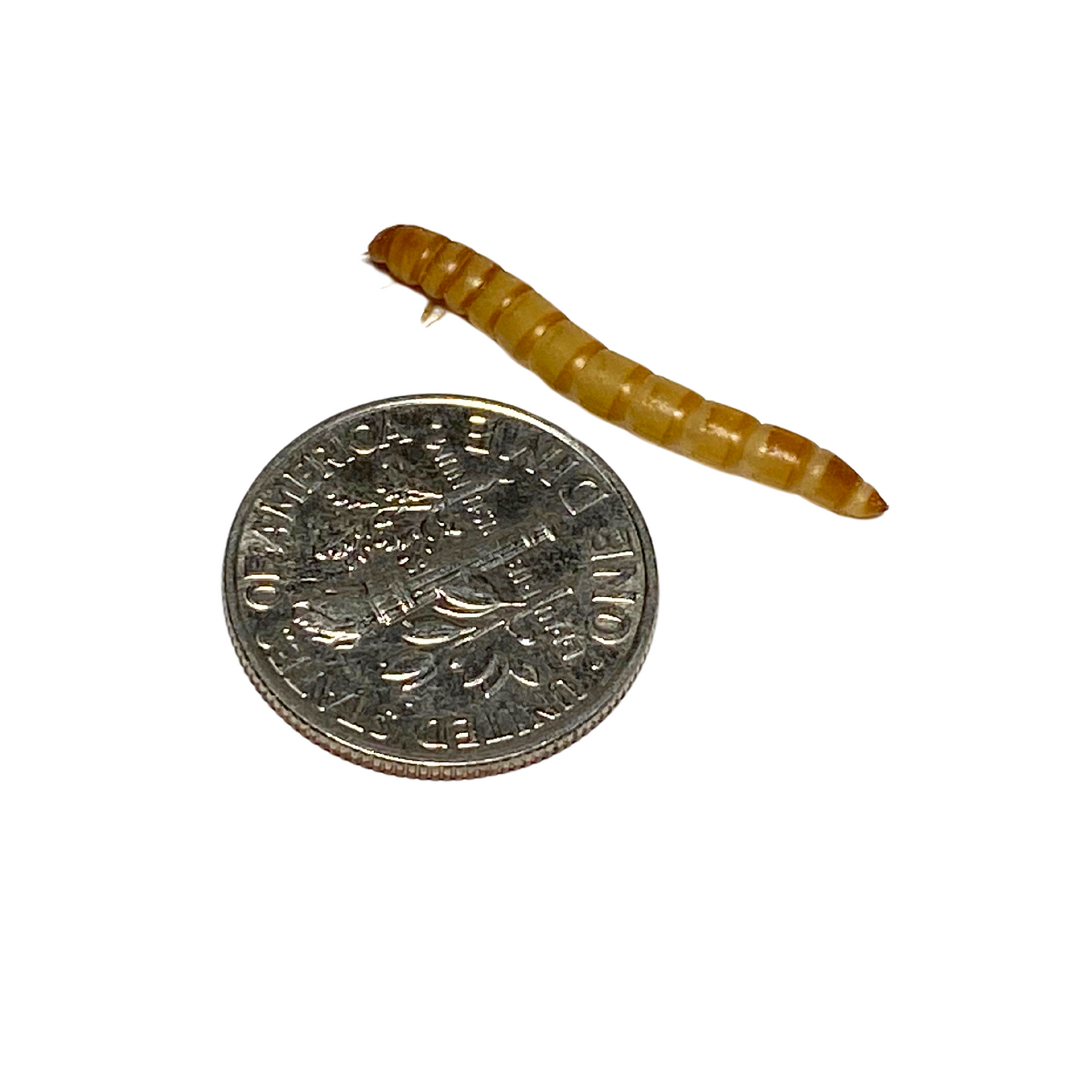 Small Mealworm Farming Starter Kit