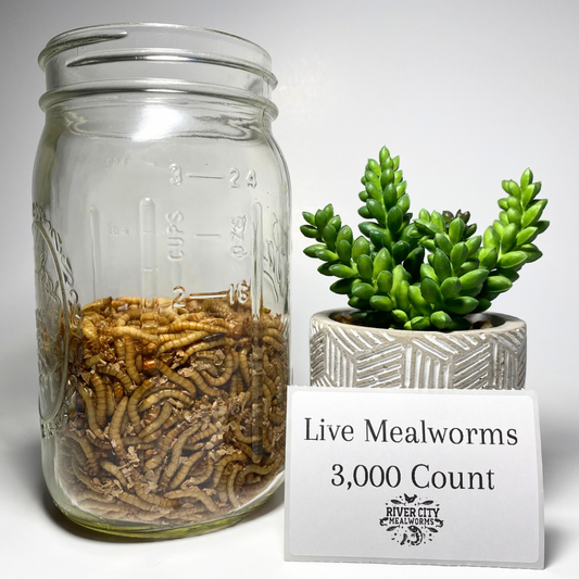 3,000 Live Mealworms