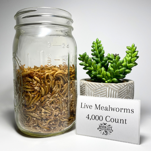 4,000 Live Mealworms