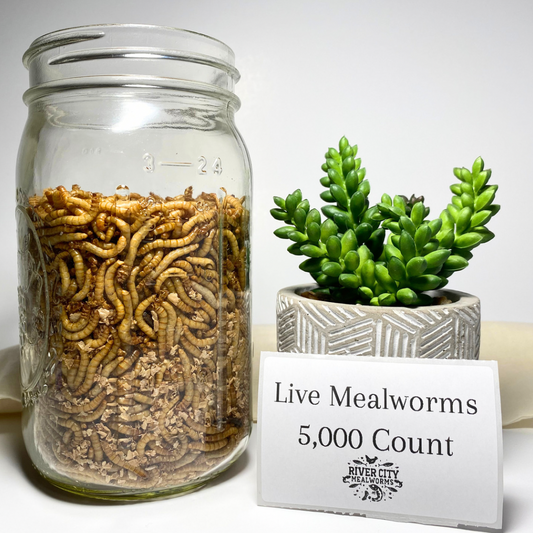 5,000 Live Mealworms